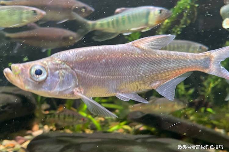 翹嘴魚和金龍魚的區別是什么圖片 翹嘴魚和金龍魚的區別是什么圖片 龍魚百科 第13張