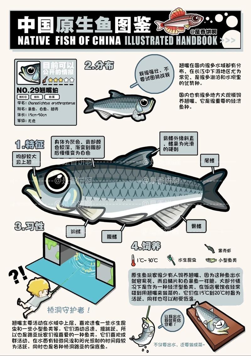 翹嘴魚和金龍魚的區別是什么圖片 翹嘴魚和金龍魚的區別是什么圖片 龍魚百科 第23張