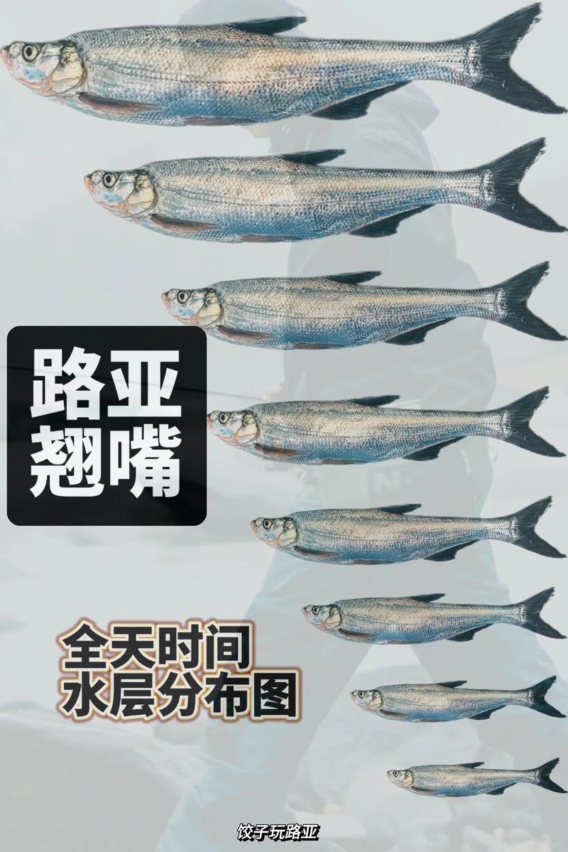 翹嘴魚和金龍魚的區別是什么圖片 翹嘴魚和金龍魚的區別是什么圖片 龍魚百科 第27張