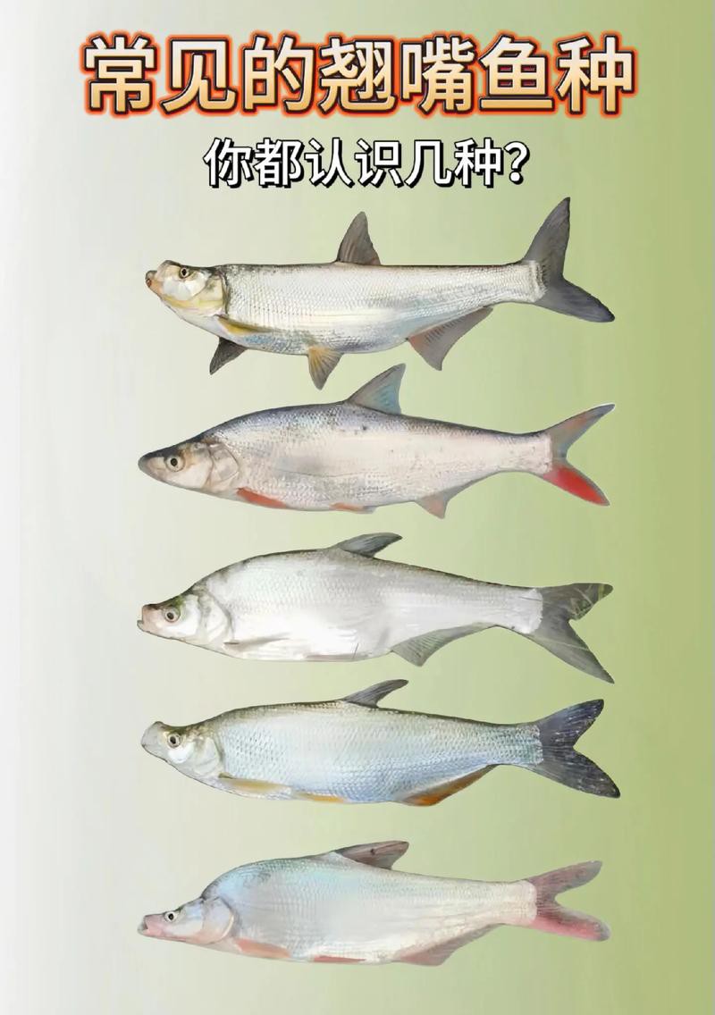 翹嘴魚和金龍魚的區別是什么圖片 翹嘴魚和金龍魚的區別是什么圖片 龍魚百科 第12張