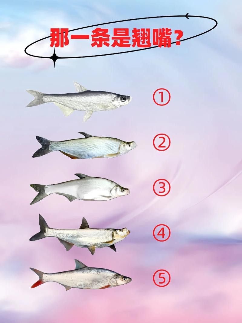 翹嘴魚和金龍魚的區別是什么圖片 翹嘴魚和金龍魚的區別是什么圖片 龍魚百科 第10張