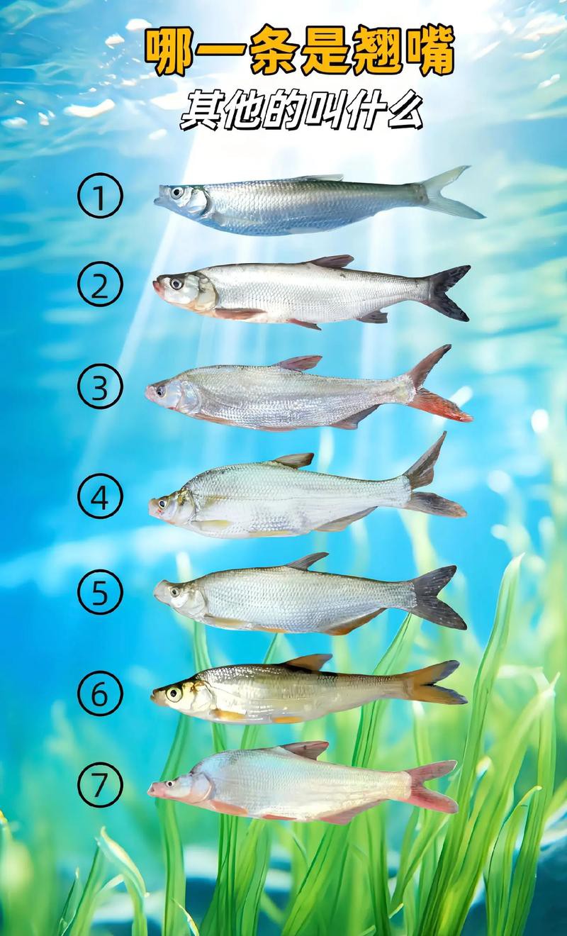 翹嘴魚和金龍魚的區別是什么圖片 翹嘴魚和金龍魚的區別是什么圖片 龍魚百科 第11張
