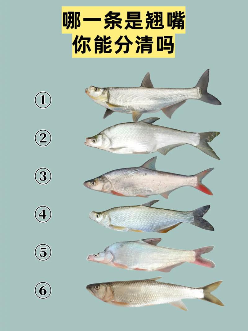 翹嘴魚和金龍魚的區別是什么圖片 翹嘴魚和金龍魚的區別是什么圖片 龍魚百科 第4張