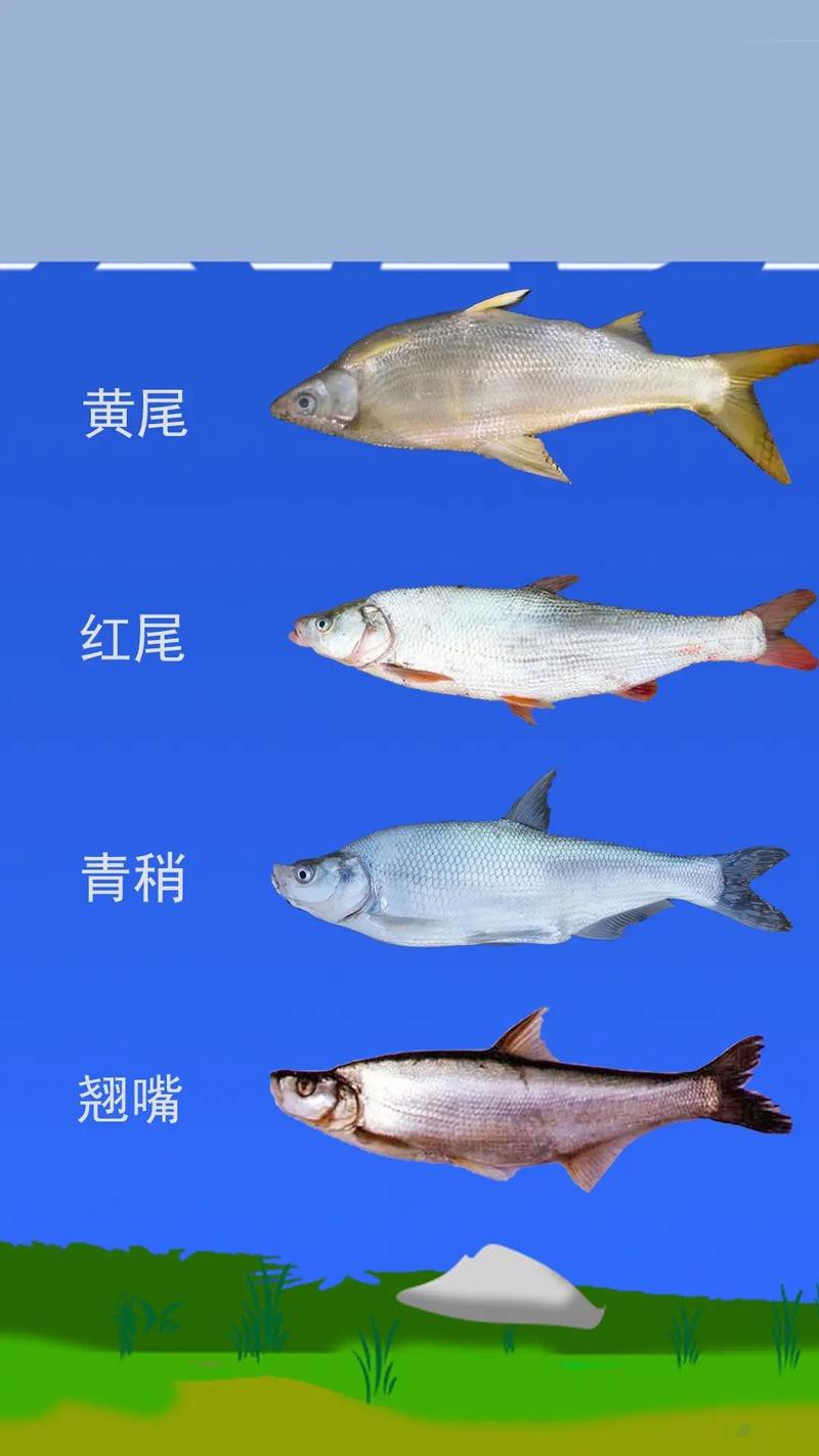 翹嘴魚和金龍魚的區別是什么圖片 翹嘴魚和金龍魚的區別是什么圖片 龍魚百科 第5張