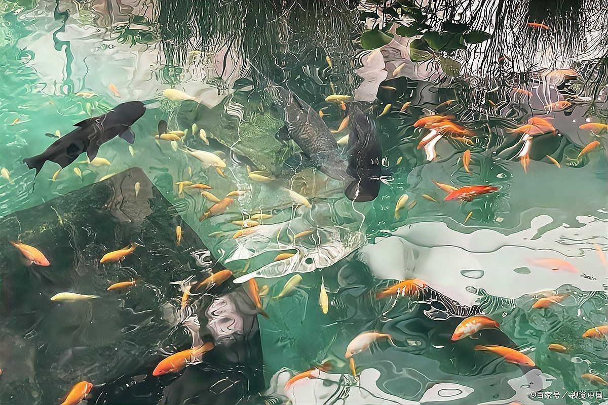 翹嘴魚和金龍魚的區別是什么圖片 翹嘴魚和金龍魚的區別是什么圖片 龍魚百科 第29張
