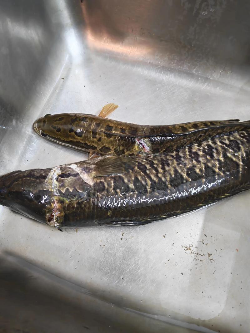 翹嘴魚和金龍魚的區別是什么圖片 翹嘴魚和金龍魚的區別是什么圖片 龍魚百科 第14張