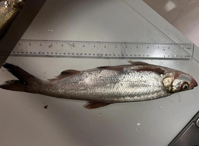 翹嘴魚和金龍魚的區別是什么圖片 翹嘴魚和金龍魚的區別是什么圖片 龍魚百科 第8張