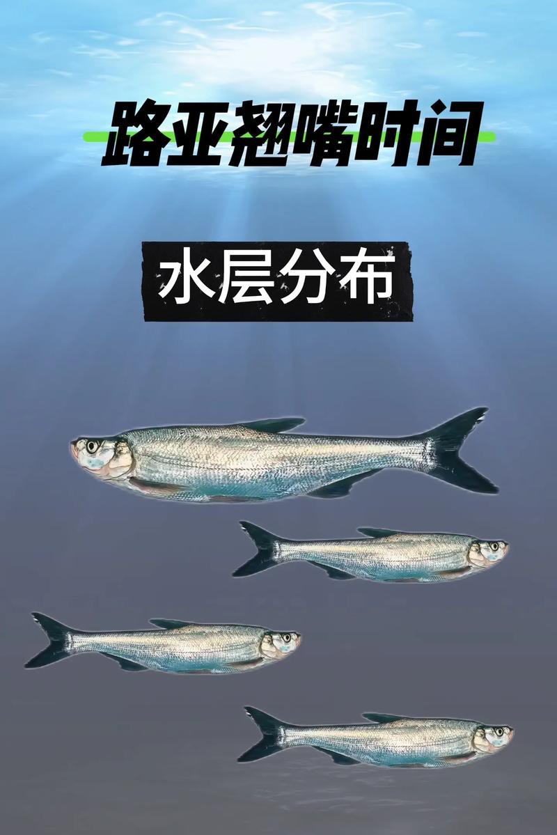 翹嘴魚和金龍魚的區別是什么圖片 翹嘴魚和金龍魚的區別是什么圖片 龍魚百科 第21張