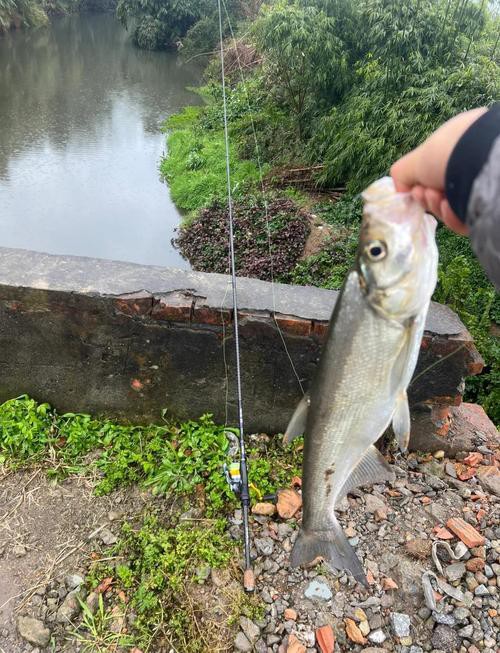 翹嘴魚和金龍魚的區別是什么圖片 翹嘴魚和金龍魚的區別是什么圖片 龍魚百科 第20張