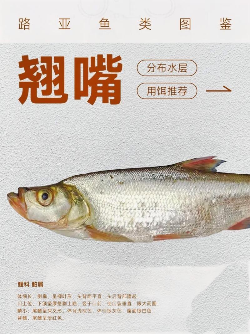 翹嘴魚和金龍魚的區別是什么圖片 翹嘴魚和金龍魚的區別是什么圖片 龍魚百科 第24張