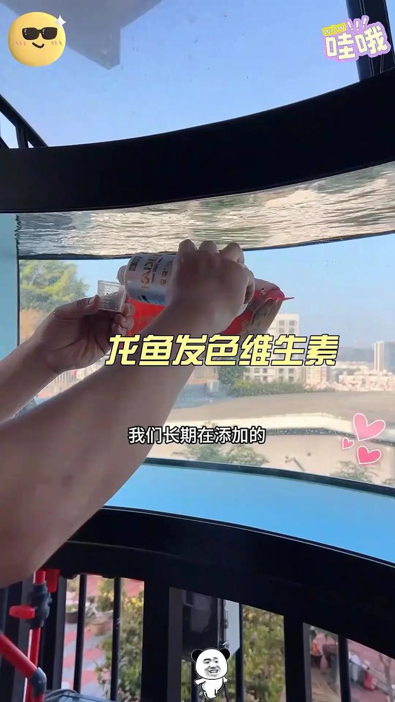 印尼紅龍魚喂養方法圖解大全圖片 龍魚百科 第13張 印尼紅龍魚喂養方法圖解大全圖片 印尼紅龍魚喂養方法圖解大全圖片 龍魚百科 第13張