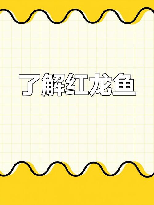 印尼紅龍魚喂養方法圖解大全圖片 龍魚百科 第20張 印尼紅龍魚喂養方法圖解大全圖片 印尼紅龍魚喂養方法圖解大全圖片 龍魚百科 第20張