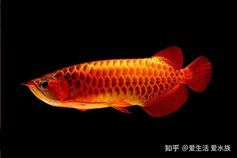 印尼紅龍魚喂養方法圖解大全圖片 印尼紅龍魚喂養方法圖解大全圖片 龍魚百科 第32張