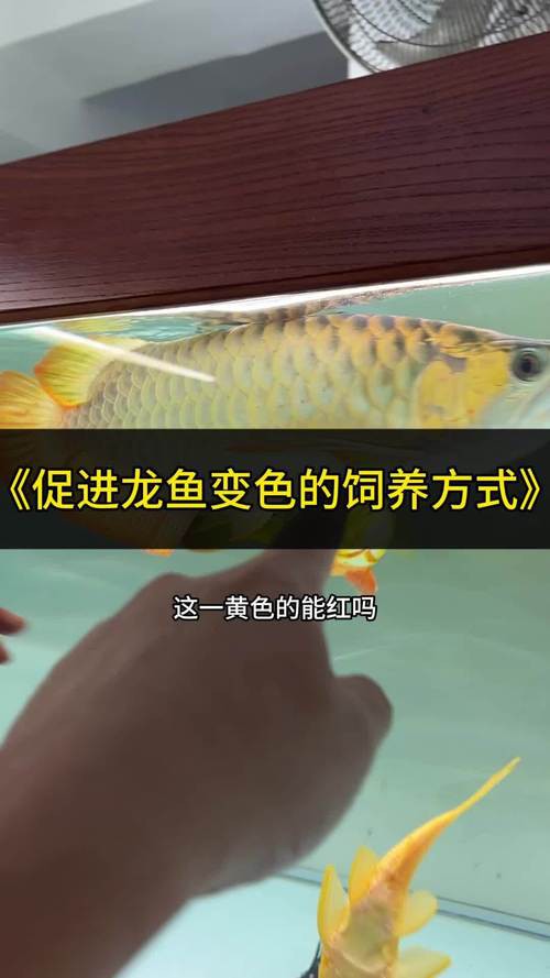 印尼紅龍魚喂養方法圖解大全圖片 龍魚百科 第11張 印尼紅龍魚喂養方法圖解大全圖片 印尼紅龍魚喂養方法圖解大全圖片 龍魚百科 第11張