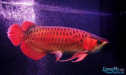 龍魚喂蜈蚣怎么處理：喂食龍魚蜈蚣需要進行處理步驟以確保龍魚安全和健康