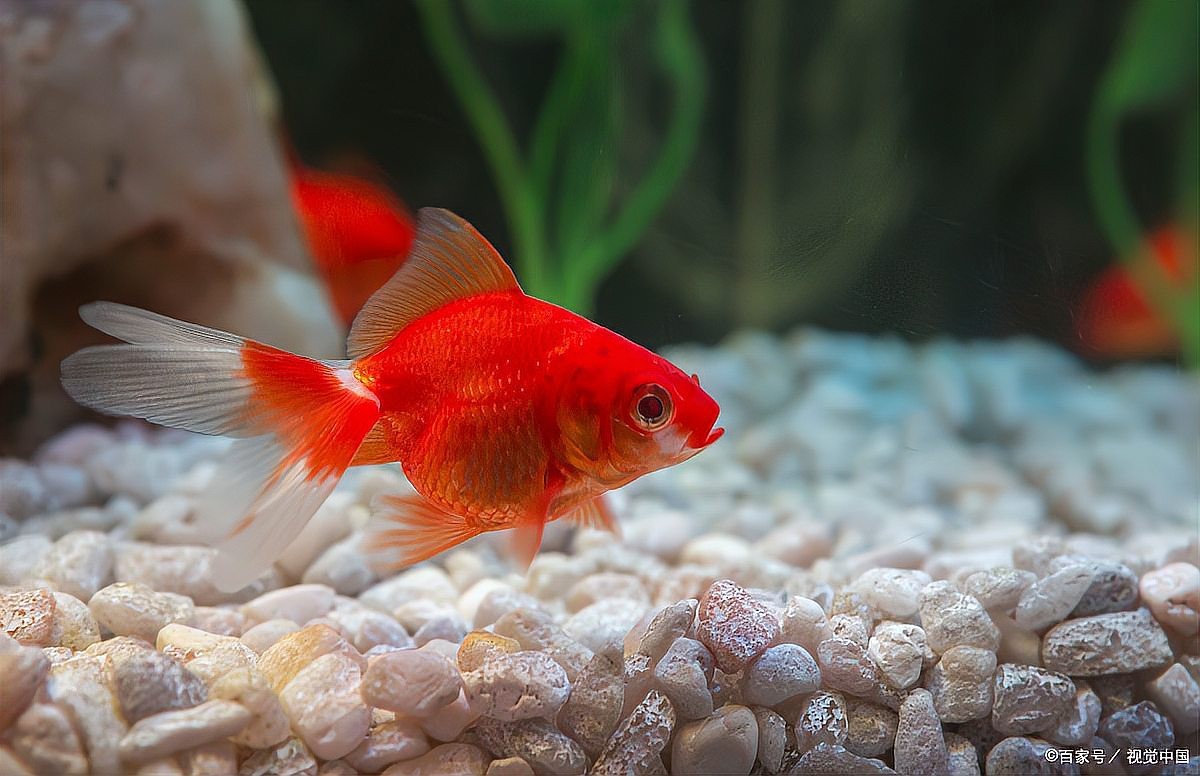 龍魚肚子鼓脹會傳染嗎？