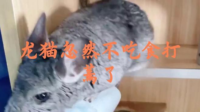 有哪些品牌龍貓主糧推薦？