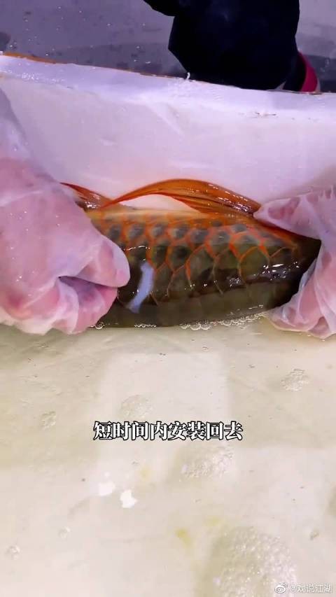 龍魚掉鱗后如何快速恢復(fù)？ 龍魚掉鱗后如何快速恢復(fù)？ 龍魚百科 第3張