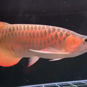 廣州哪里是批發龍魚的地方啊最近