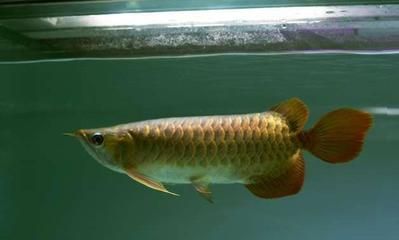 龍魚(yú)一會(huì)趴缸一會(huì)游快：龍魚(yú)為什么會(huì)趴缸