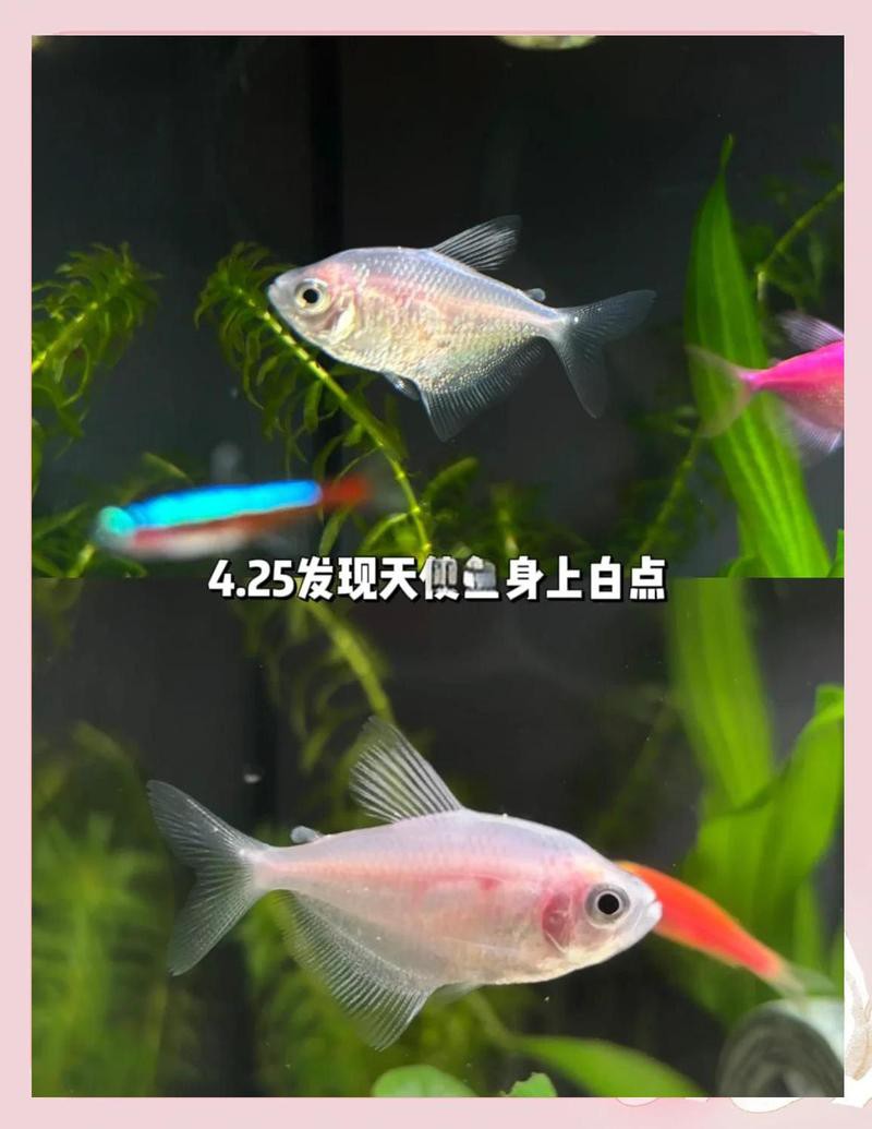 龍魚嘴上的白色肉球會自行消失嗎？