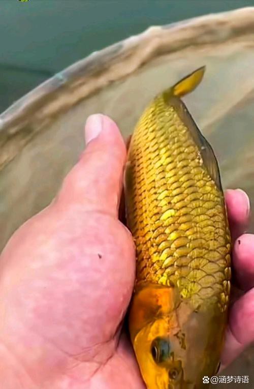 海底金龍魚圖片 海底金龍魚圖片 龍魚百科 第13張