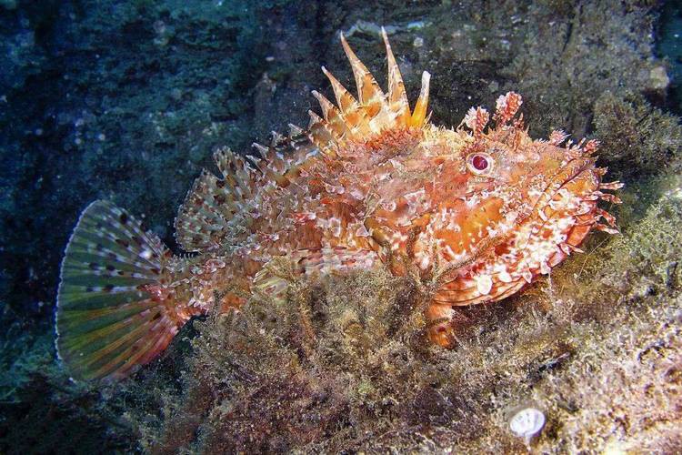 海底金龍魚圖片 海底金龍魚圖片 龍魚百科 第11張