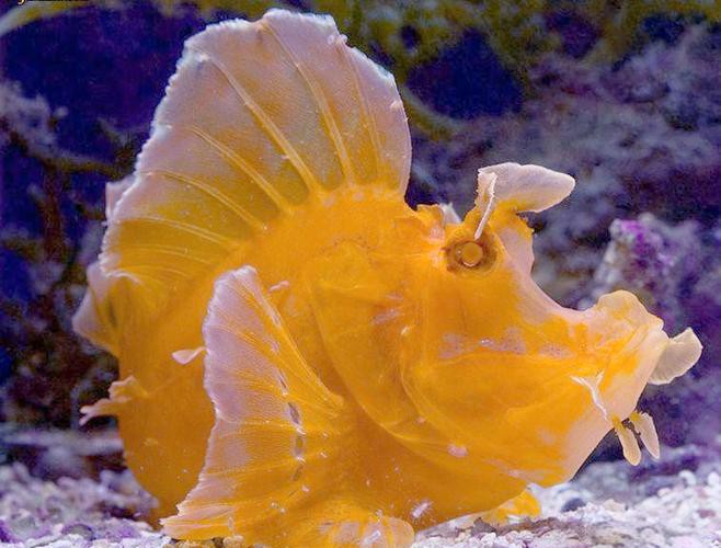 海底金龍魚圖片 海底金龍魚圖片 龍魚百科 第12張