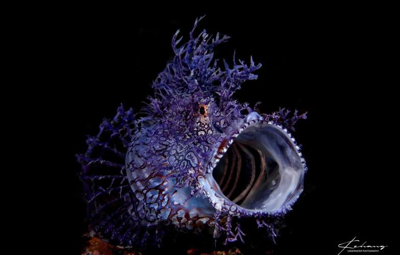 海底金龍魚圖片 海底金龍魚圖片 龍魚百科 第21張