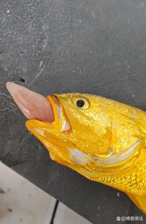 海底金龍魚圖片 海底金龍魚圖片 龍魚百科 第5張