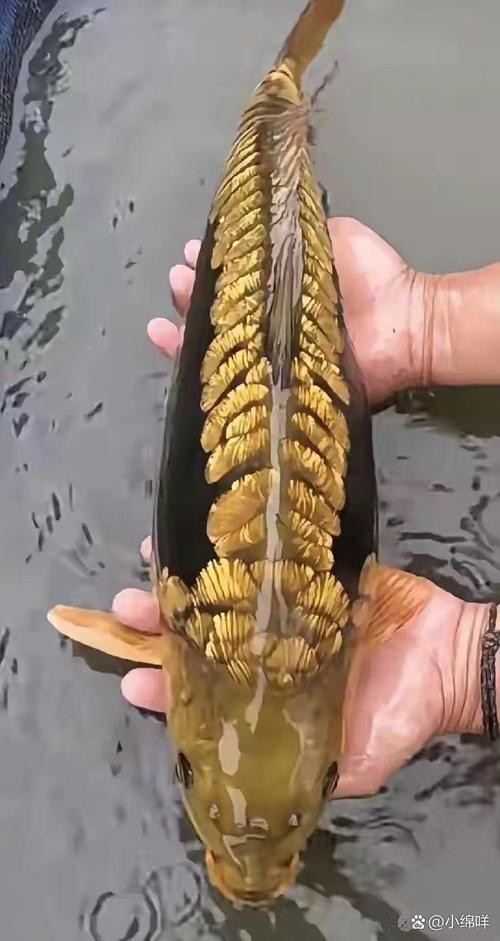 海底金龍魚圖片 海底金龍魚圖片 龍魚百科 第3張