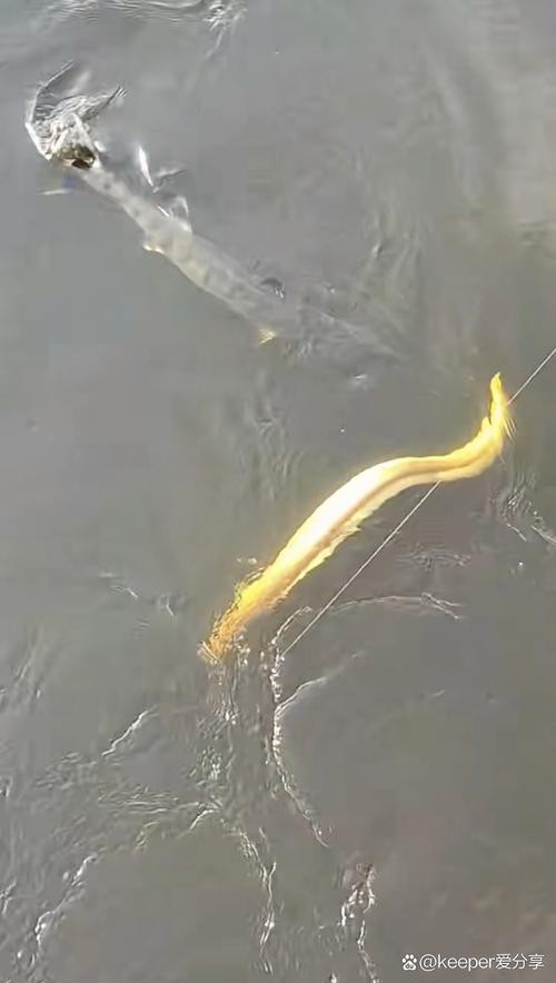 海底金龍魚圖片 海底金龍魚圖片 龍魚百科 第2張