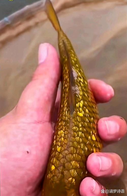 海底金龍魚圖片 海底金龍魚圖片 龍魚百科 第10張