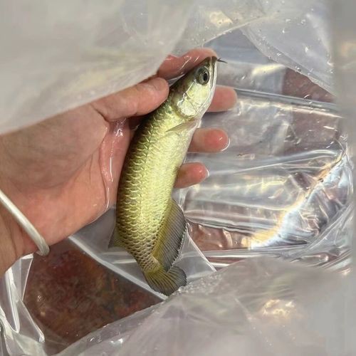 海底金龍魚圖片 海底金龍魚圖片 龍魚百科 第42張