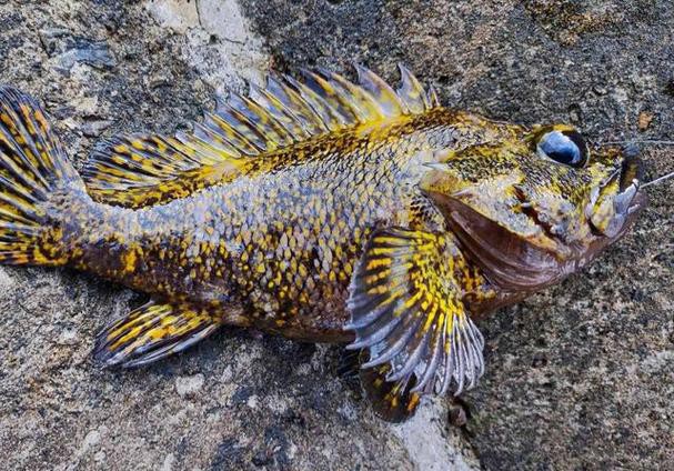 海底金龍魚圖片 海底金龍魚圖片 龍魚百科 第15張