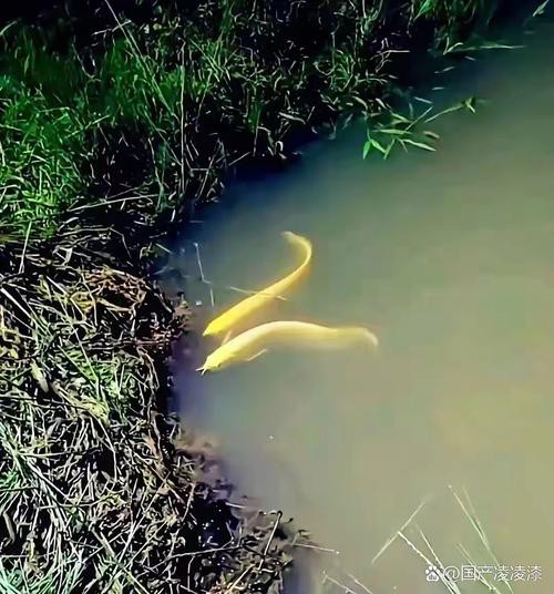 海底金龍魚圖片 海底金龍魚圖片 龍魚百科 第4張