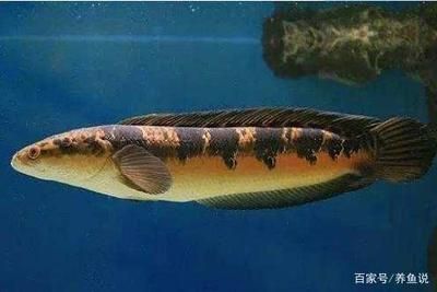 同樣體型的招財貓能吞了龍魚嗎（招財貓魚和龍魚可以混養嗎）