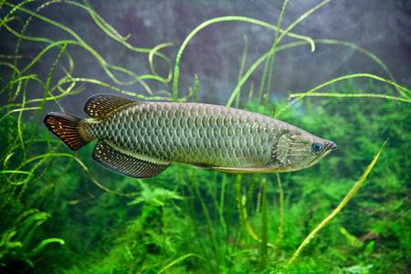 金龍魚(yú)新疆棉花籽榨油廠