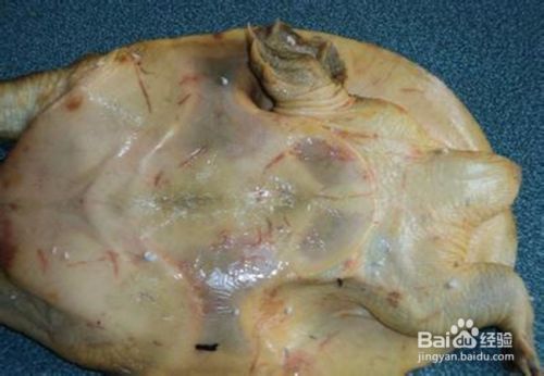 龍魚鑒別最簡單三個方法是什么，如何鑒別龍魚品相