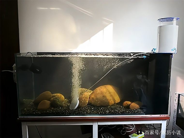 龍魚缸多大可以不拉筋