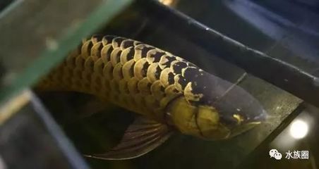 國內龍魚繁殖第一人（陳志華先生是國內龍魚繁殖第一人嗎？）