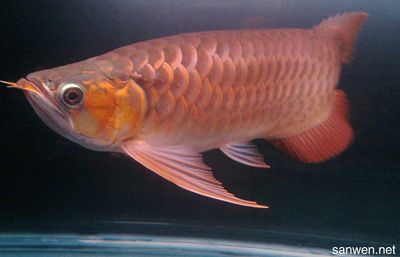 龍魚怎樣飼養最好吃：如何飼養龍魚