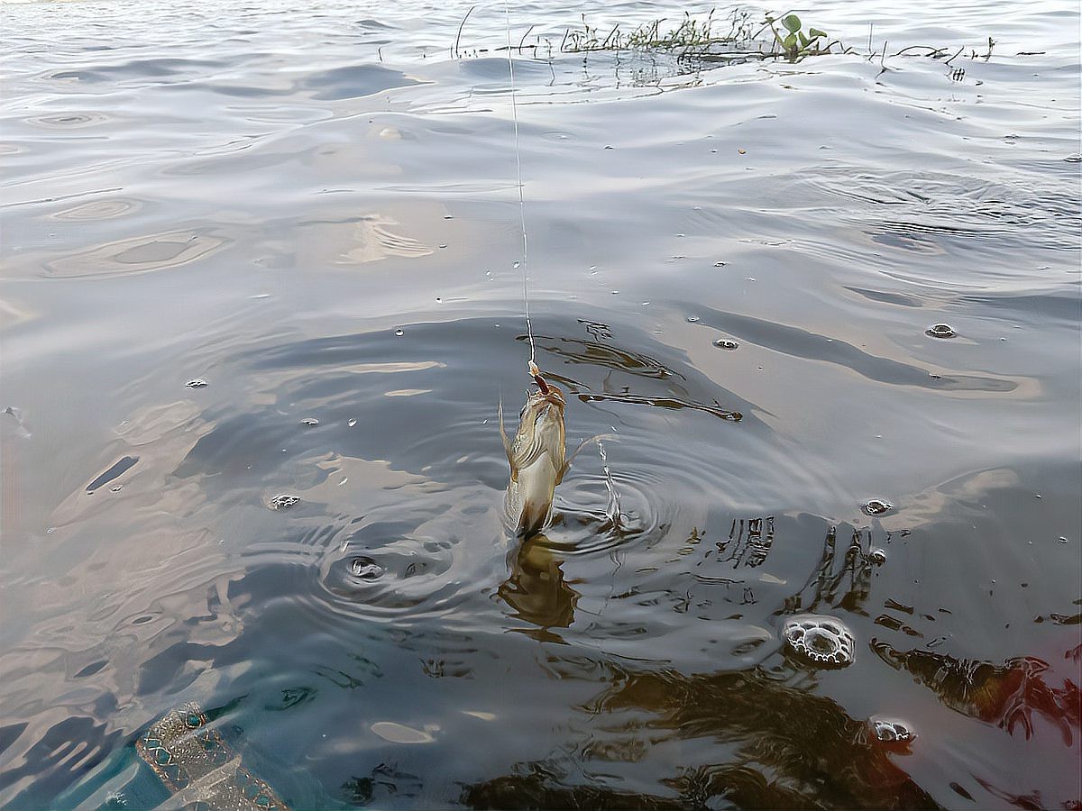 如何判斷龍魚鰭爛是否嚴重？