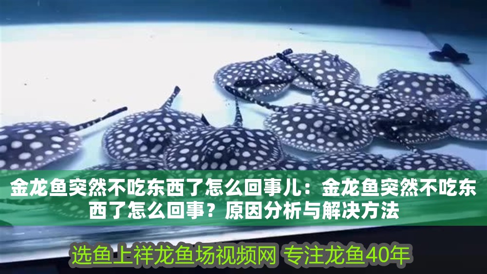 金龍魚突然不吃東西了怎么回事兒：金龍魚突然不吃東西了怎么回事？原因分析與解決方法