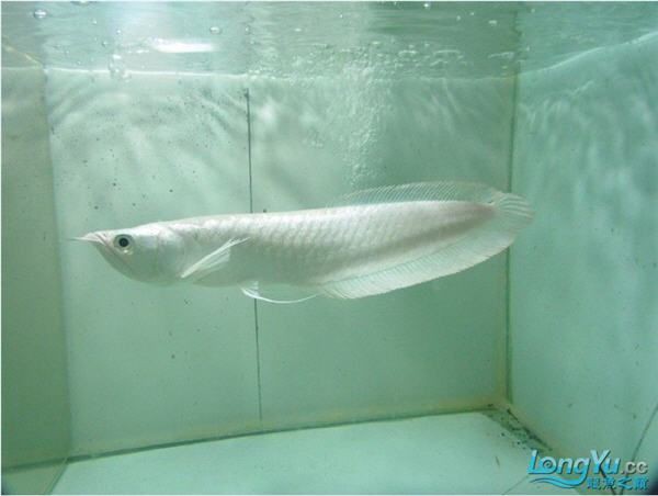 如何鑒別真假雪龍魚？