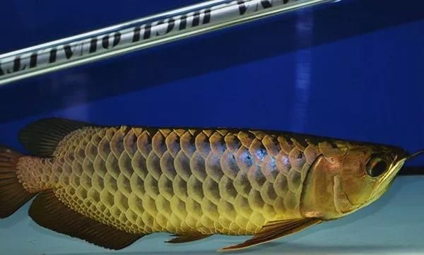 龍魚趴缸升溫到多少度（龍魚趴缸時(shí)水溫逐步升溫至26-30攝）