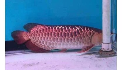 龍魚趴缸升溫到多少度（龍魚趴缸時(shí)水溫逐步升溫至26-30攝）