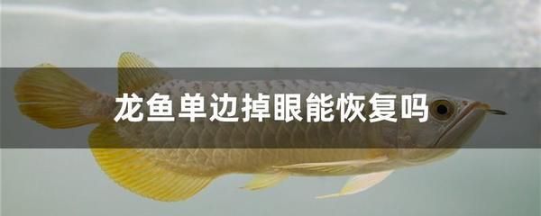 龍魚一側掉眼：龍魚一側掉眼與水質關系探究龍魚掉眼與水質關系探究
