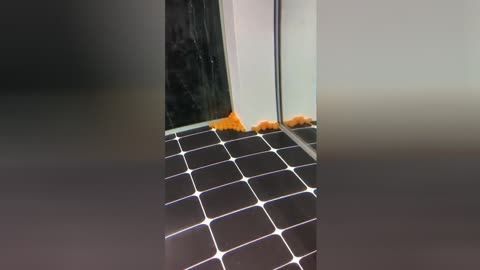 龍魚兩個月不吃食正常嗎怎么辦：龍魚拒食怎么辦 龍魚兩個月不吃食正常嗎怎么辦：龍魚拒食怎么辦 龍魚百科 第1張