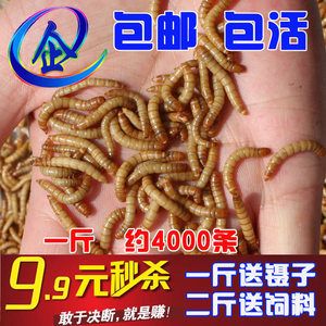 龍魚一頓吃多少大麥蟲：龍魚一頓吃多少大麥蟲呢？